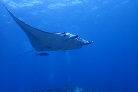 【沖縄・石垣島・体験ダイビング】深く長く潜れる！絶景が広がる海で、本格的な体験ダイビング！プレミアムプラン（1日・2ダイブ）
