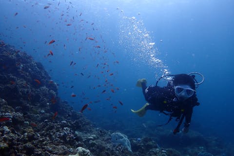 【沖縄・石垣島・体験ダイビング】ダイビングを趣味に！資格取得前のお試しプラン（1日・2ダイブ）