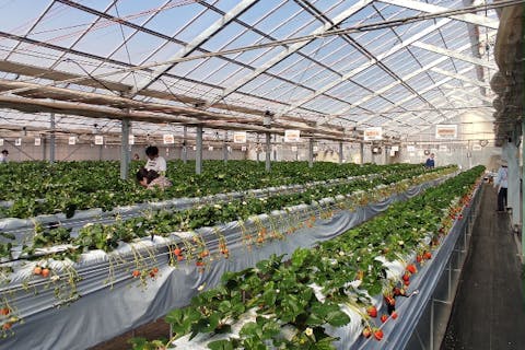 【東京・町田・いちご狩り】12月～5月開催・相原駅徒歩5分！おいCベリー、かおり野、恋みのり、その他種類！☆30分食べ放題プラン☆