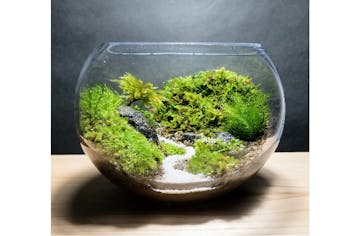 コケテラリウム　ありん 苔テラリウム 苔リウム コケテラリウム コケリウム ネコ 釣り 苔