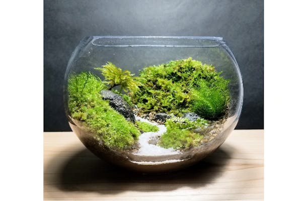 コケテラリウム　ありん 苔テラリウム 苔リウム コケテラリウム コケリウム ネコ 釣り 苔