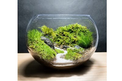 苔テラリウム 山岳の風景_ドロップL《苔テラリウム・コケリウム》 – 苔むすび