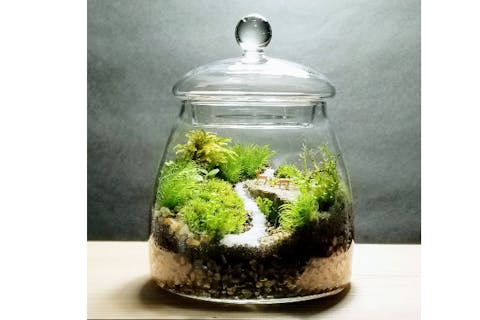 【大阪・淀川区・コケテラリウム作り】11cmツマミ付きフタ容器プラン　カップルやプレゼントにもおススメ　苔のインテリア