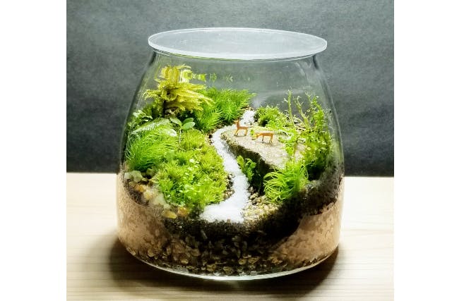 殿堂 大阪・淀川区・コケテラリウム作り】11cmツマミ付きフタ容器 水槽