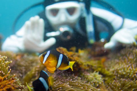 静岡・伊豆高原・体験ダイビング 初心者歓迎！クマノミと一緒に写真を撮ろう★レンタル代込み！学割あり／ランチ付き可／グループ参加可／上級者歓迎／宿泊案内あり