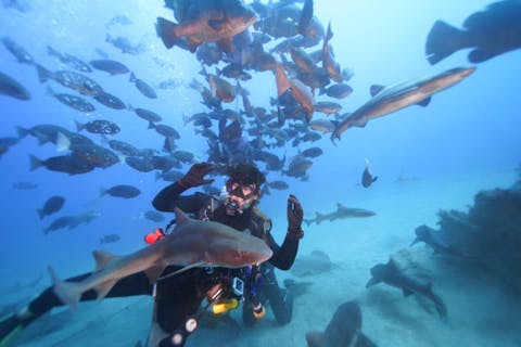 東京・渋谷発 サメツアー ファンダイビング！世界でも珍しい！大量のサメと泳ごう！写真プレゼント！学割あり／ランチ付き可／グループ参加可／初心者要相談／上級者歓迎／宿泊案内あり