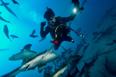 【神奈川・横浜・サメツアー】世界でも珍しい！大量のサメと泳ごう！写真プレゼント！学割あり・ランチ付き可・グループ参加可・初心者要相談・上級者歓迎・宿泊案内あり