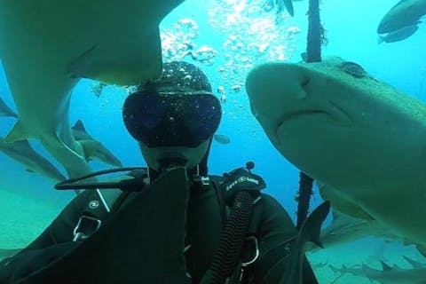 【埼玉・浦和・ダイビング】埼玉・浦和サメツアー！世界でも珍しい！大量のサメと泳ごう！写真プレゼント！学割あり・ランチ付き可・グループ参加可・初心者要相談・上級者歓迎・宿泊案内あり