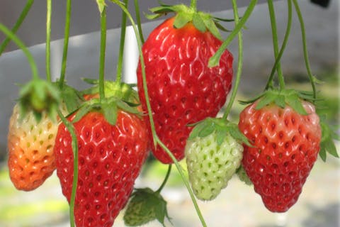 【三重・松阪・いちご狩り×タルト作り】焼きたてのタルトと採れたてのイチゴを贅沢に楽しもう！ベルファーム５００円分のご利用券つき♪