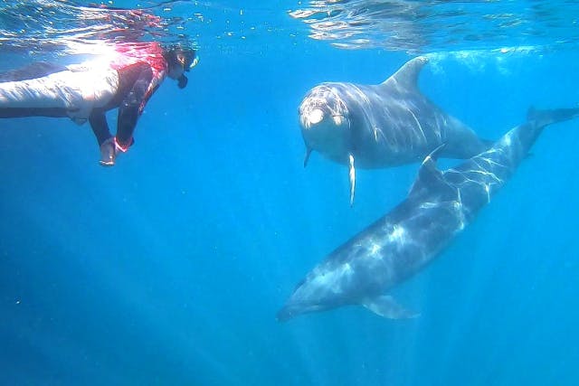 【下田・白浜・ドルフィンスイム】イルカと一緒に泳ごう！ドルフィンスノーケルプラン