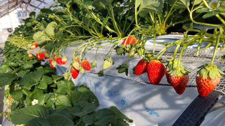 いちご園ラフレーズ