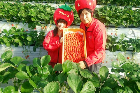 【埼玉・越谷・いちご狩り】30分間食べ放題！5品種を食べ比べ ♪ 車いすの方も小さなお子様でも快適にいちご狩りができます！