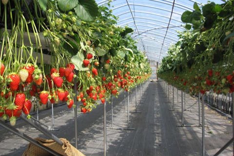 【静岡・東伊豆・いちご狩り30分食べ放題】2/1～4/30◆練乳1回おかわりできます♪章姫と紅ほっぺを食べ比べちゃおう◆《立ったまま食べられます！》