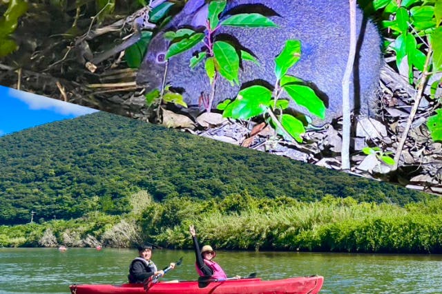 奄美大島【マングローブカヌー＋ナイトツアー】のセットプラン！当日予約可能！ガイド付【口コミ投稿で撮影データ無料】（180分）※お一人様も可能