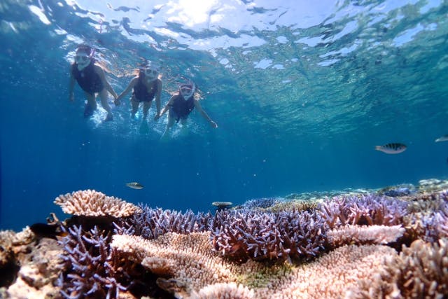 海の画廊「 珊瑚海 」