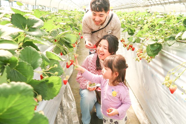 【茨城・古河・いちご狩り】一度に3品種を食べ比べ！森ファームでいちご狩り＜第10回茨城いちご グランプリ大賞受賞＞