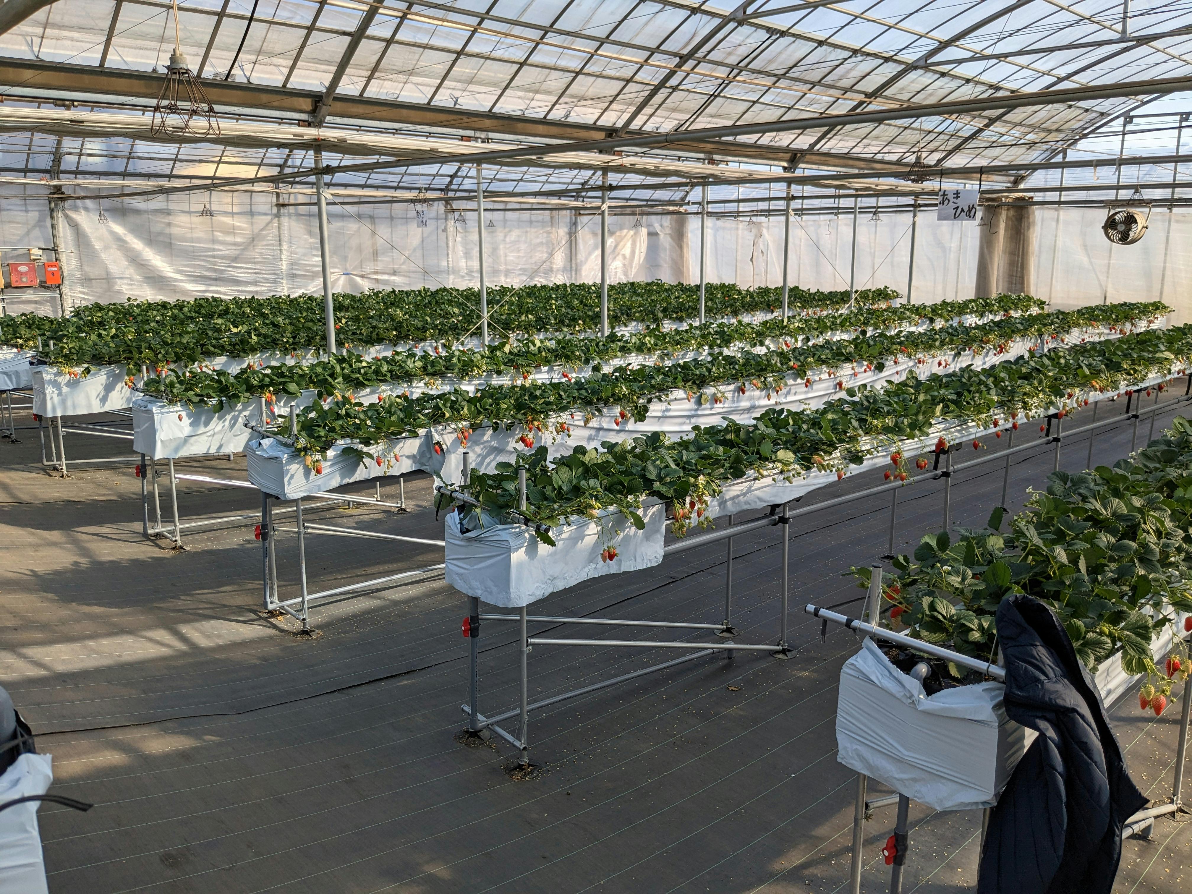 甘くておいしいいちご狩りを体験しよう！