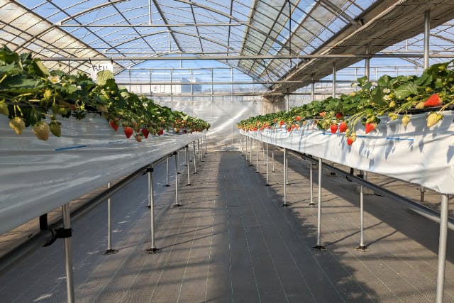 【埼玉・飯能・いちご狩り】嬉しい4品種食べ比べ♪ファミリーにオススメ！練乳無料♪＜30分間＞