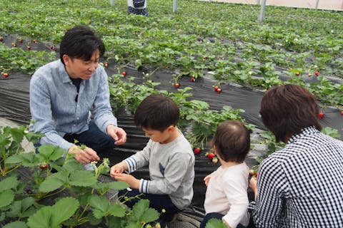 【埼玉・秩父・いちご狩り30分食べ放題】 土づくりから水までこだわって栽培したいちごは光沢のある濃厚な甘さで大人気！ !