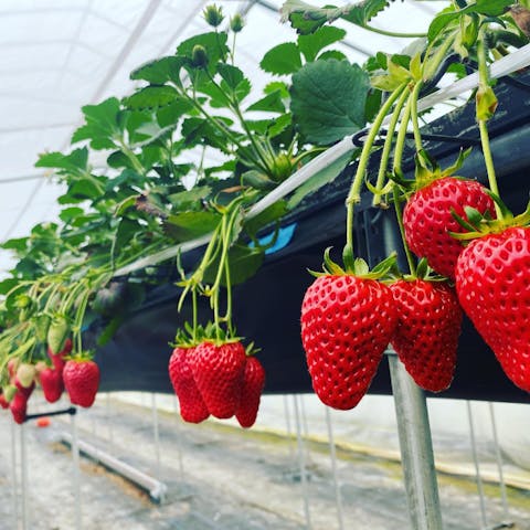 飛騨古川 池田農園