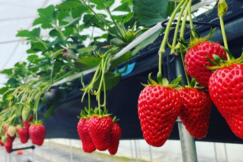 【岐阜・飛騨古川・いちご狩り】楽しみ方いろいろ！70分間いちご食べ放題プラン