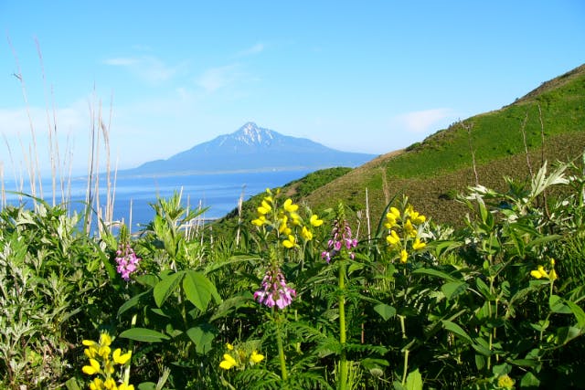 【北海道・ガイドツアー】地元はなガイドとめぐる礼文島／天候や開花状況にあわせて最適なコースをご案内！ 礼文島の絶景、可憐な花々を写真に収めに行きましょう♪