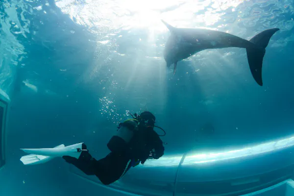 和歌山・串本・ドルフィンダイブ】水族館の水槽でイルカと一緒に