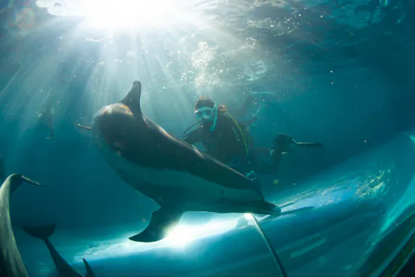 和歌山・串本・ドルフィンダイブ】水族館の水槽でイルカと一緒に
