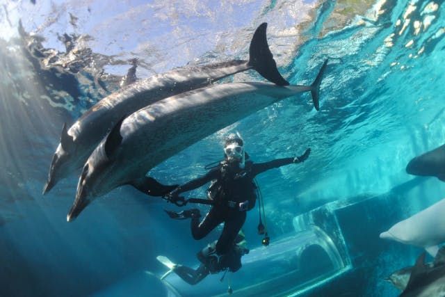 【和歌山・串本・ドルフィンダイブ】水族館の水槽でイルカと一緒に触れ合いダイビング／写真や動画撮影もOK