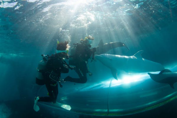和歌山・串本・ドルフィンダイブ】水族館の水槽でイルカと一緒に