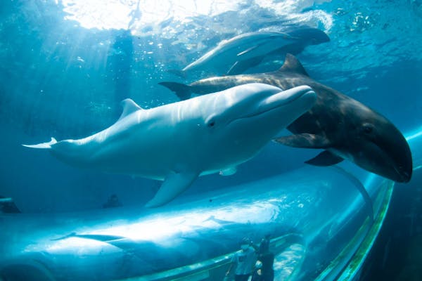 和歌山・串本・ドルフィンダイブ】水族館の水槽でイルカと一緒に