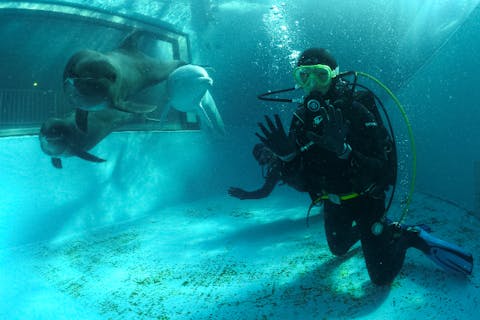 可愛いイルカと水槽の中で一緒に体験ダイビング《水中での記念撮影付！》