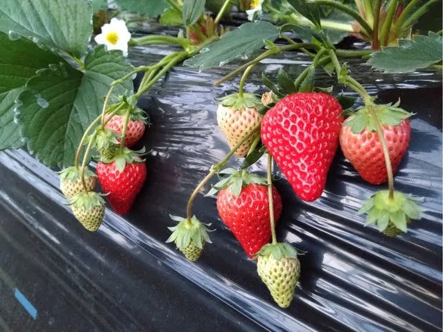 やまざきファーム