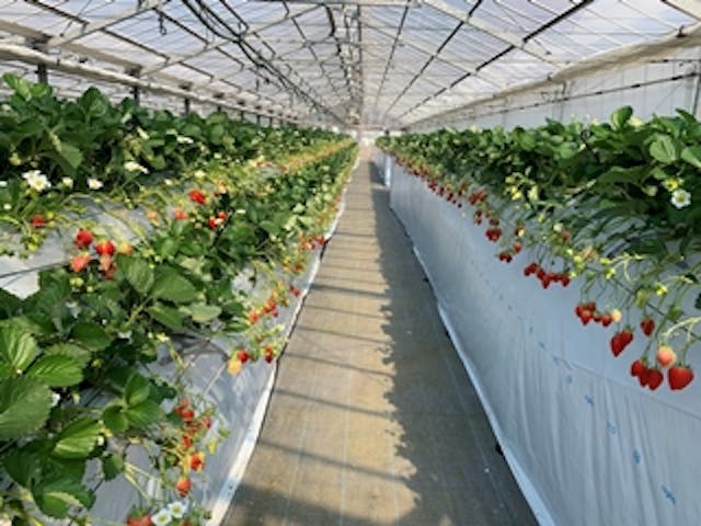 すごう農園直売所ピアッツァ