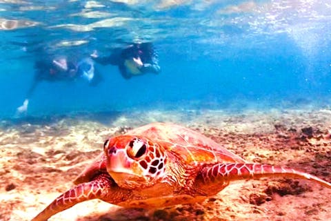 那覇から車で３０分♪【お昼からのんびりウミガメとシュノーケリング】直前予約OK⭐︎まだまだ遊び足りない方の為のシュノーケルプラン♪写真撮影付きウミガメ遭遇率高めだよ