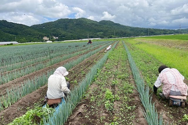 鳥取・八頭町・農業体験】最先端の農業を体験してみよう！長ネギ収穫体験u0026ドローン散布見学｜アソビュー！