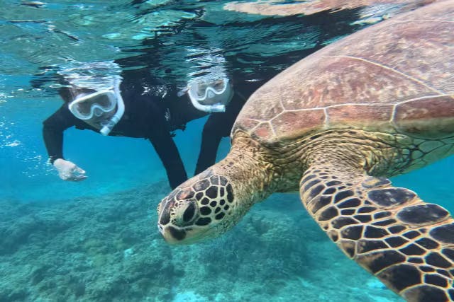 【奄美大島・シュノーケリング＋選べるディナー】【冬でも快適】奄美でウミガメと泳ぐ感動体験♪ BBQ or 島黒豚しゃぶしゃぶ☆ウェットスーツ＆温水シャワー完備／写真付き★カップル・ファミリーにおすすめ