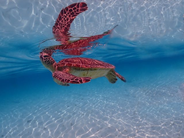 Blue Turtle Ocean Sports