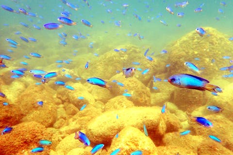 【西伊豆・体験シュノーケリング】初心者大歓迎！少人数で安全にシュノーケリングを楽しもう！小学生参加OK