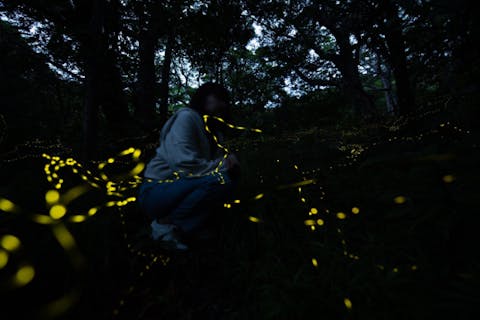 【沖縄・石垣島・蛍鑑賞】期間限定！ヤエヤマヒメホタル観賞ツアー！ホタルと一緒のお写真プレゼント！送迎無料！