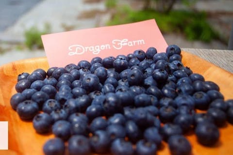 【千葉市・ブルーベリー狩り】ブルーベリーの食べ比べができる60分食べ放題プラン