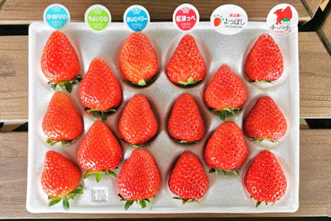 【千葉市・いちご狩り】30分食べ食べ放題！最大20種類の食べ比べ！練乳おかわり自由♪