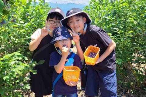 【長野県・松本市・ブルーベリー狩り】 園内時間無制限食べ放題！食べ比べできるブルーベリー狩り体験お土産付き！