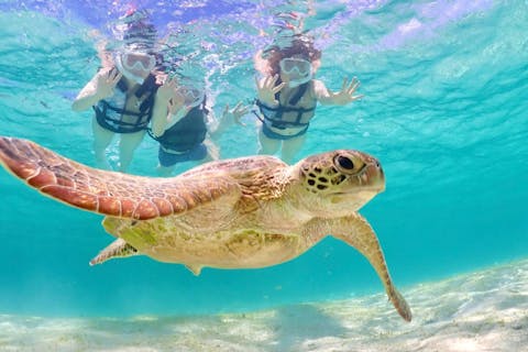 【1組貸切・1歳から体験可能】ウミガメシュノーケリング｜高確率で出会える感動体験｜思い出の写真データプレゼント｜宮古島満喫