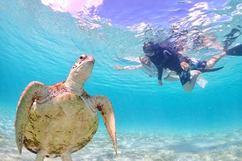 【宮古島・ウミガメシュノーケリング】ウミガメとの出会い高確率！熱帯魚も満喫＆写真データ全プレゼント！
