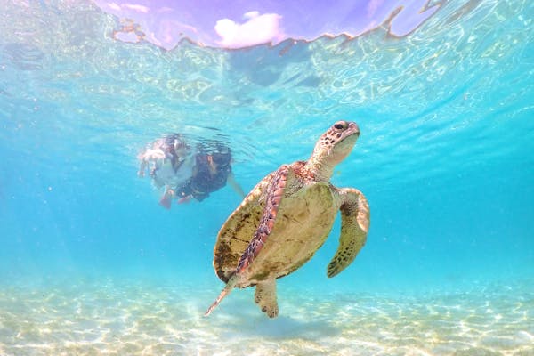 宮古島・ライフジャケット不要】SNS映えウミガメシュノーケリング