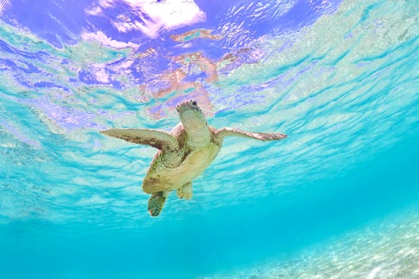 宮古島・ライフジャケット不要】SNS映えウミガメシュノーケリング