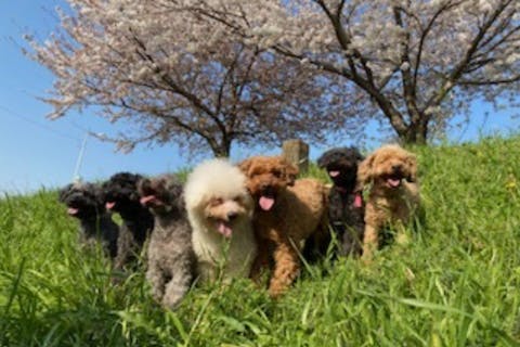 【東京・大塚】犬好きさんに遊びにきてほしい！がコンセプトの犬とふれあいの家です（通称：犬カフェ）／テレビや雑誌にも出ている、人懐こい12頭の小型犬とふれあいできます！
