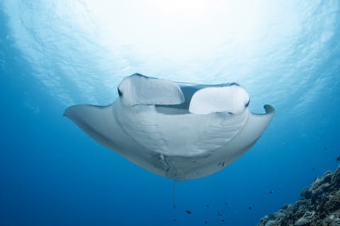 【冬季限定】黒島水面マンタとシュノーケル！海亀や回遊魚とも出会えるかも！