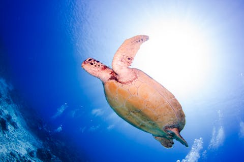 【沖縄・那覇・体験ダイビング（1日満喫プラン）】ダイビングデビューにおすすめ！ケラマ・チービシ諸島ツアー！